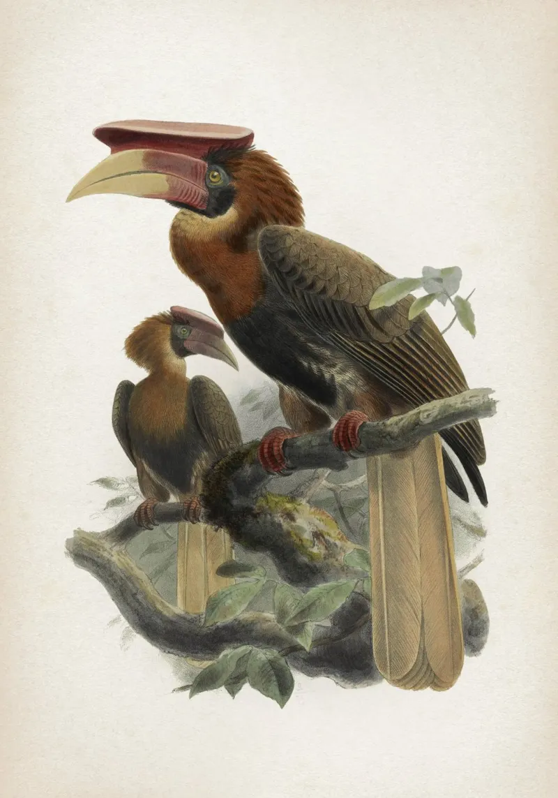 Vintage Keulemans 1 Hydrocorax Mindanensis pellicola backlit da Vintage Print Collection