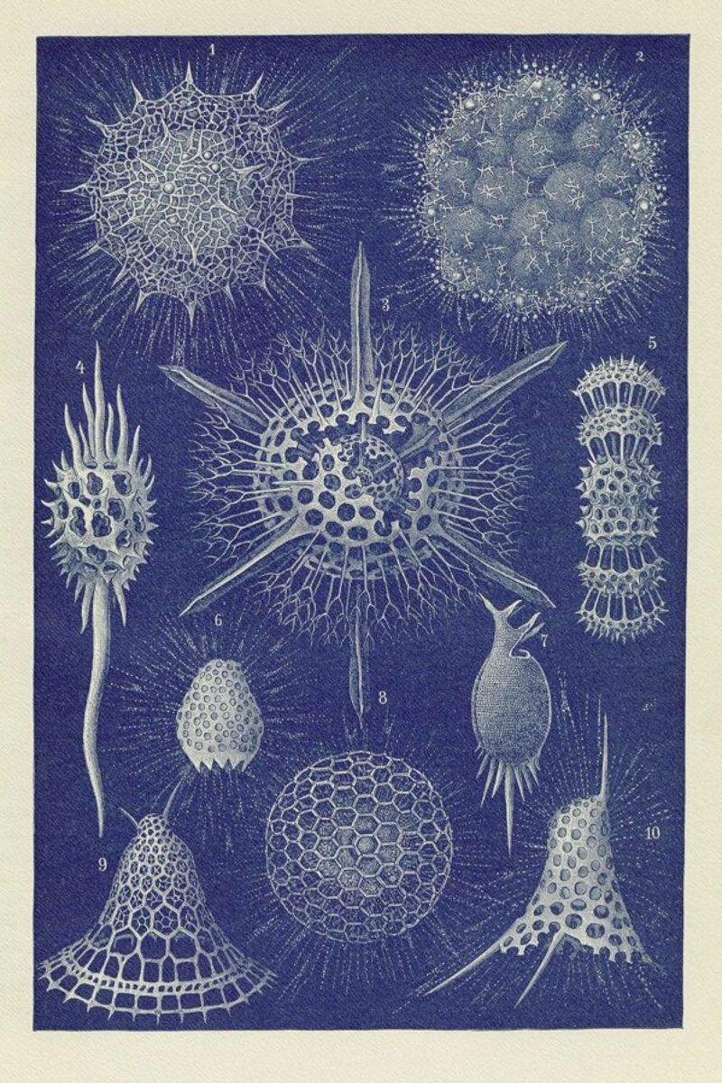 Radiolaria poster de Flora & Fauna