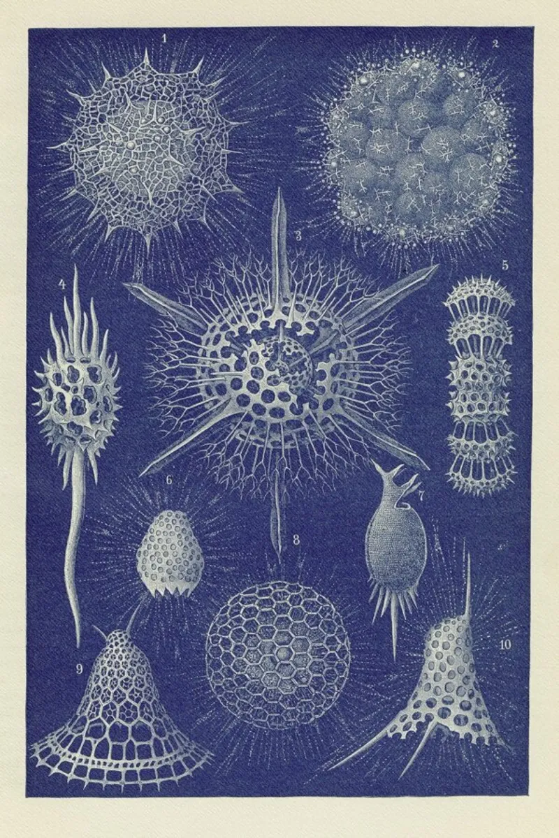 Radiolaria poster con telaio in legno da Flora & Fauna