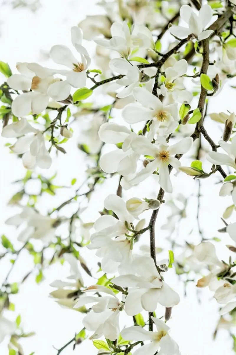 Magnolia Tree White pellicola backlit da Curious Collections by Marielle Leenders