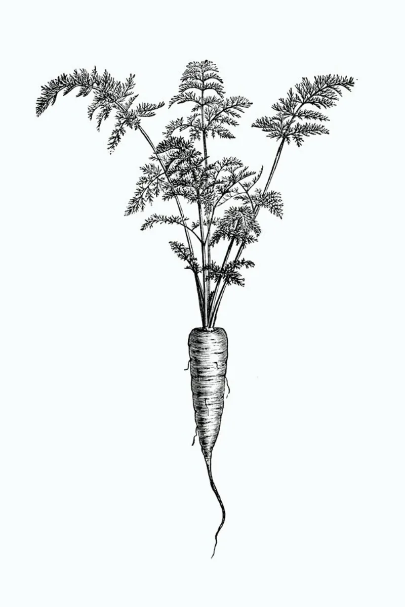 Carrot pellicola backlit da Flora & Fauna