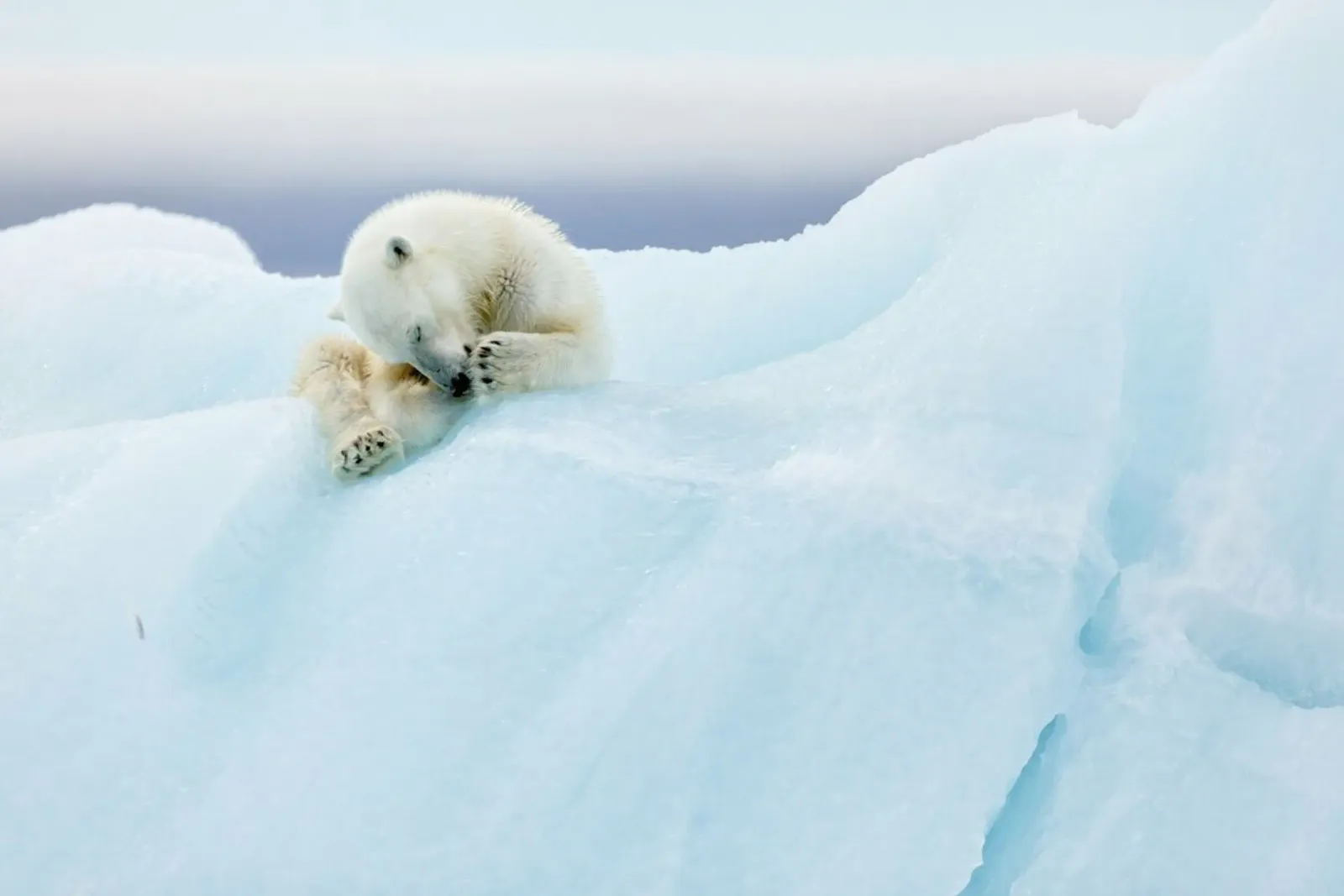 Polar Bear Grooming - Joan Gil Raga carta hahnemühle da Pictufy