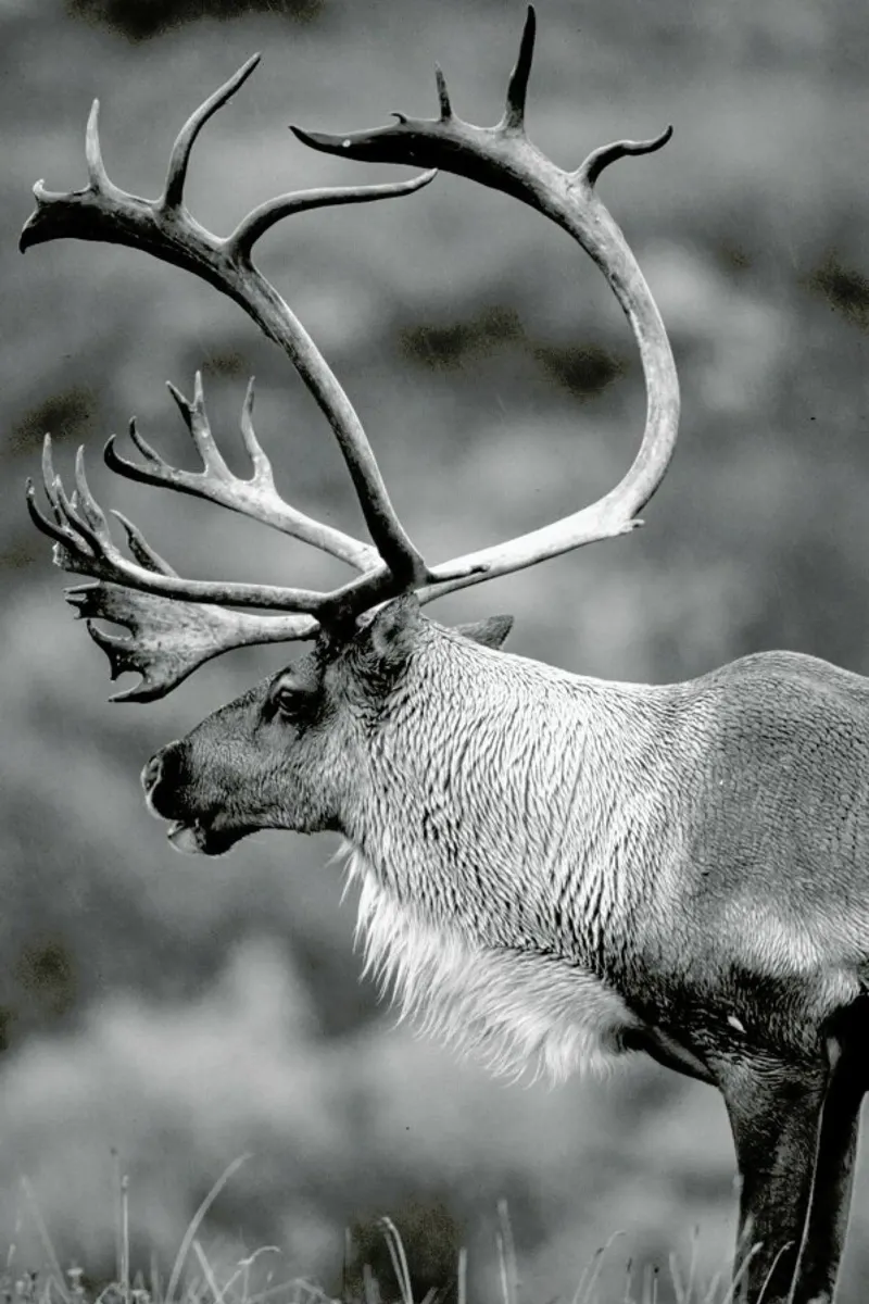 Caribou pellicola backlit da Natural Kingdom