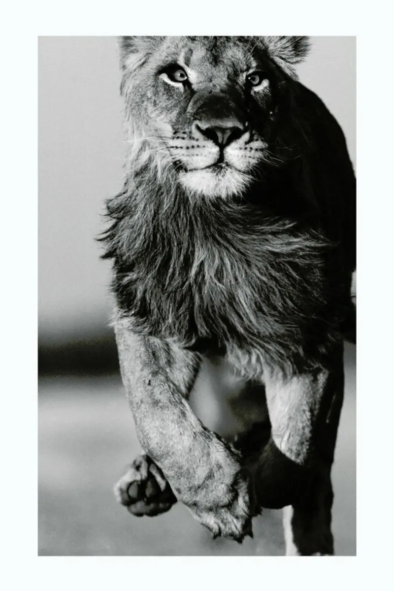 Lion Sprint carta hahnemühle da Natural Kingdom