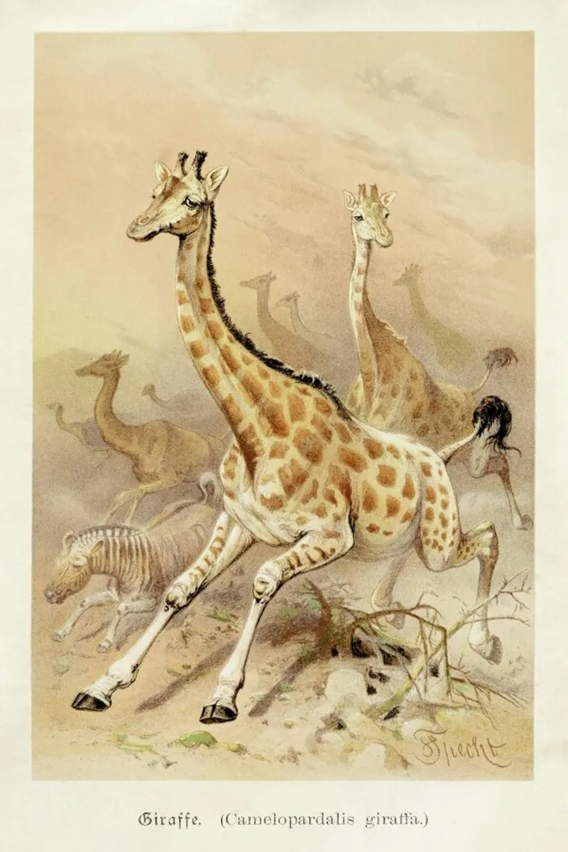 Racing Giraffes plexiglass da Flora & Fauna