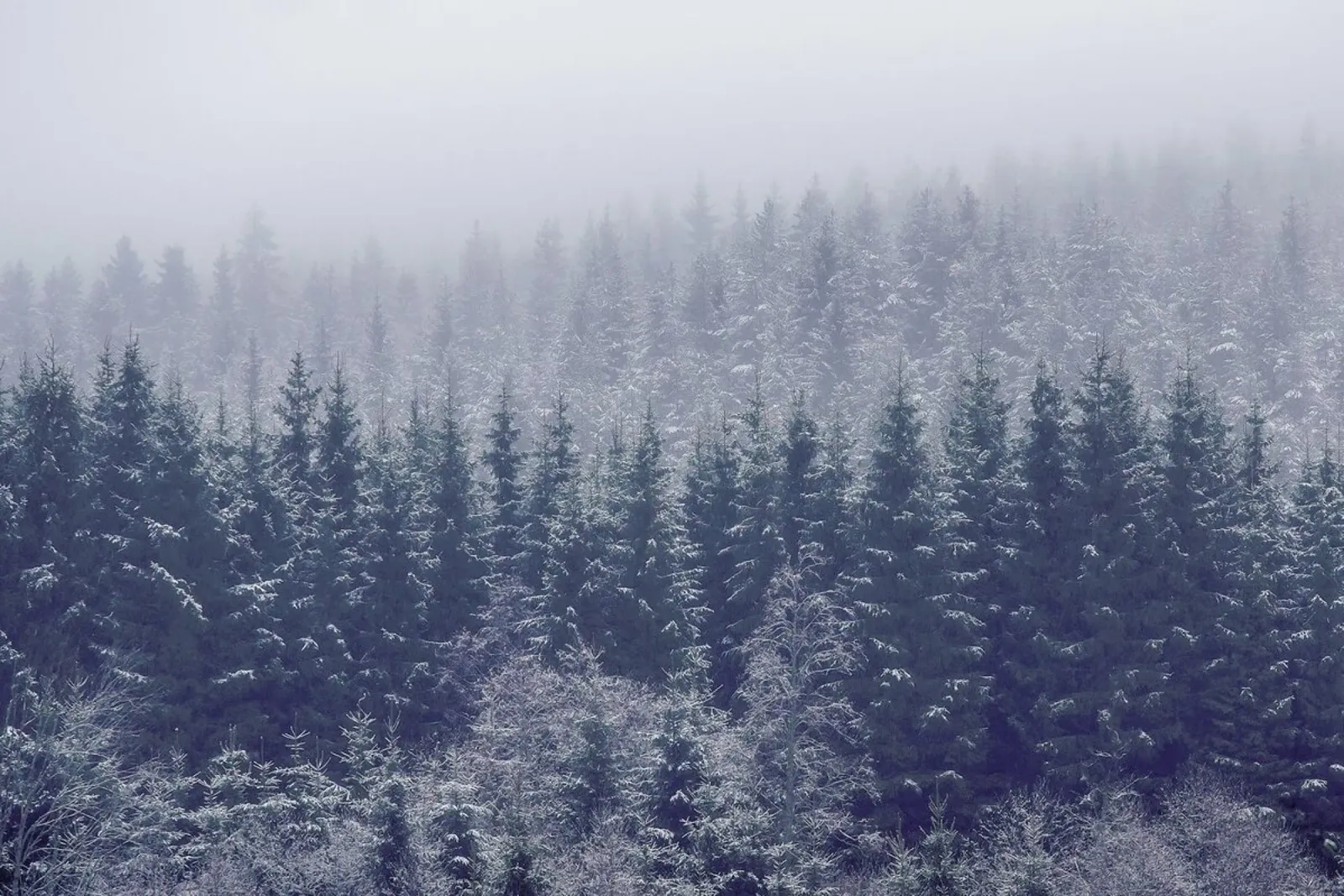 Frozen Trees - Andreas Christensen plexiglass da Pictufy