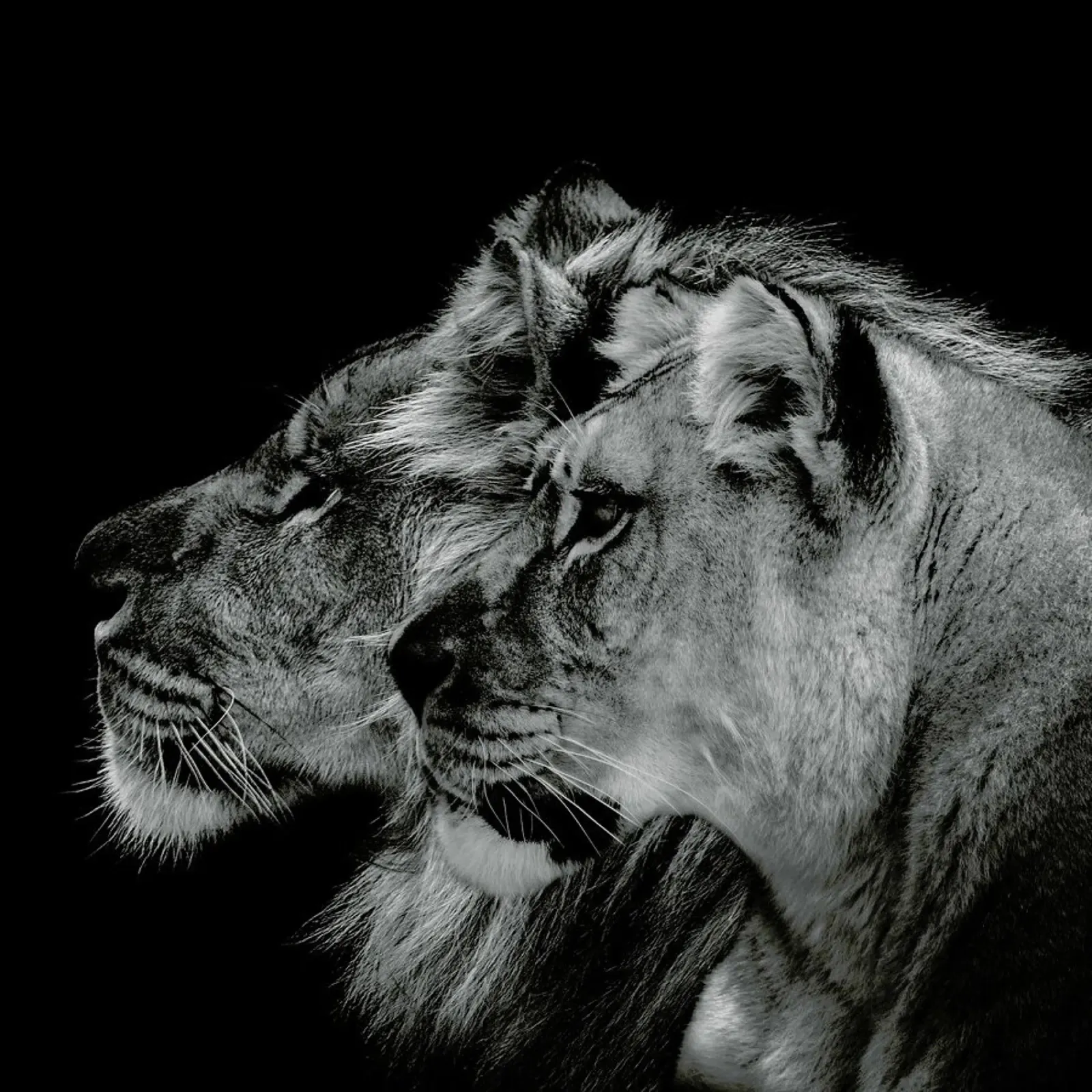 Lion Duo Profile by Lothare Dambreville pellicola backlit da EyeEm Mobile GmbH