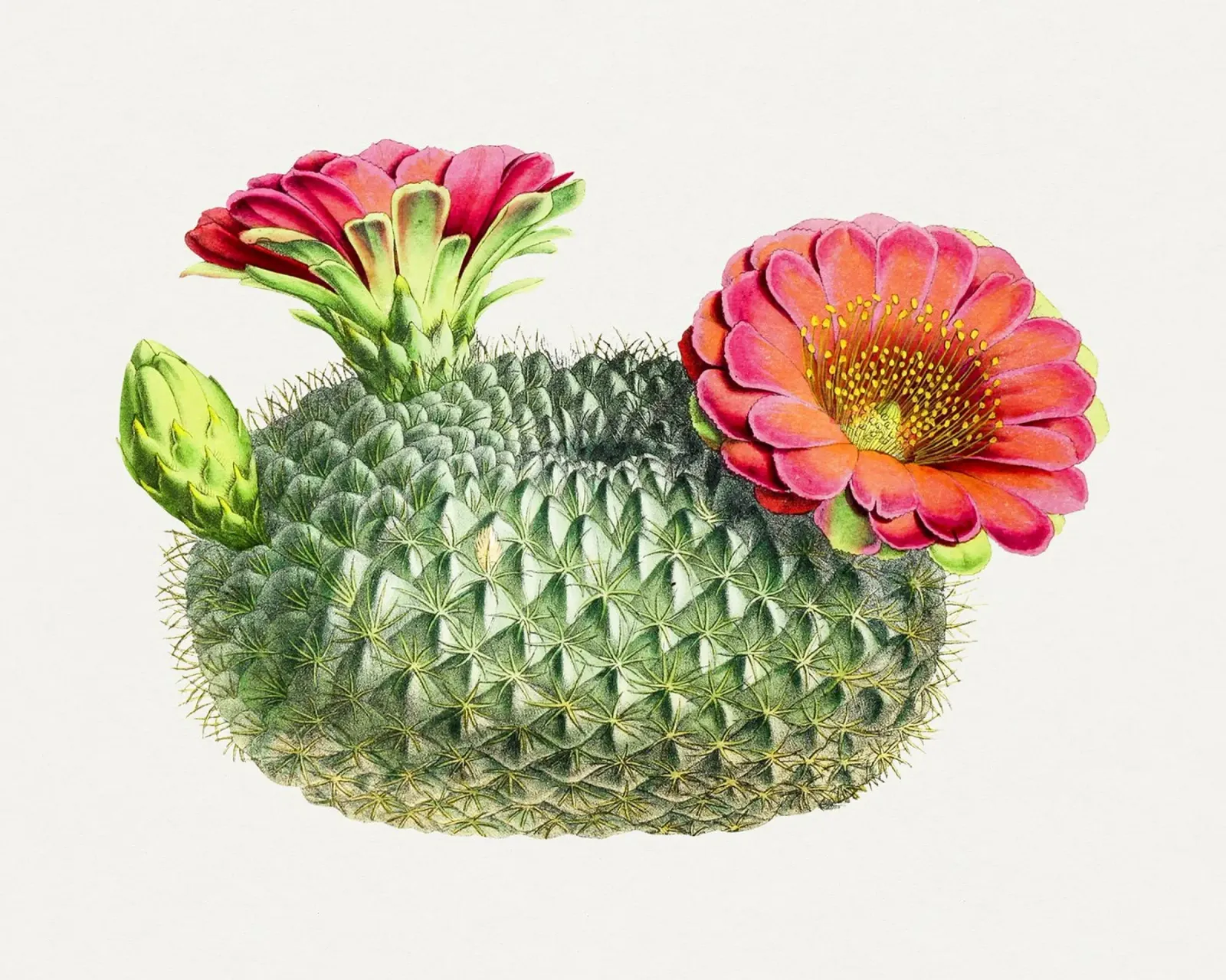 Blooming Cactus Fishhook Print Botanical Illustration pellicola backlit da Pretty Flowers Vintage Botanicals