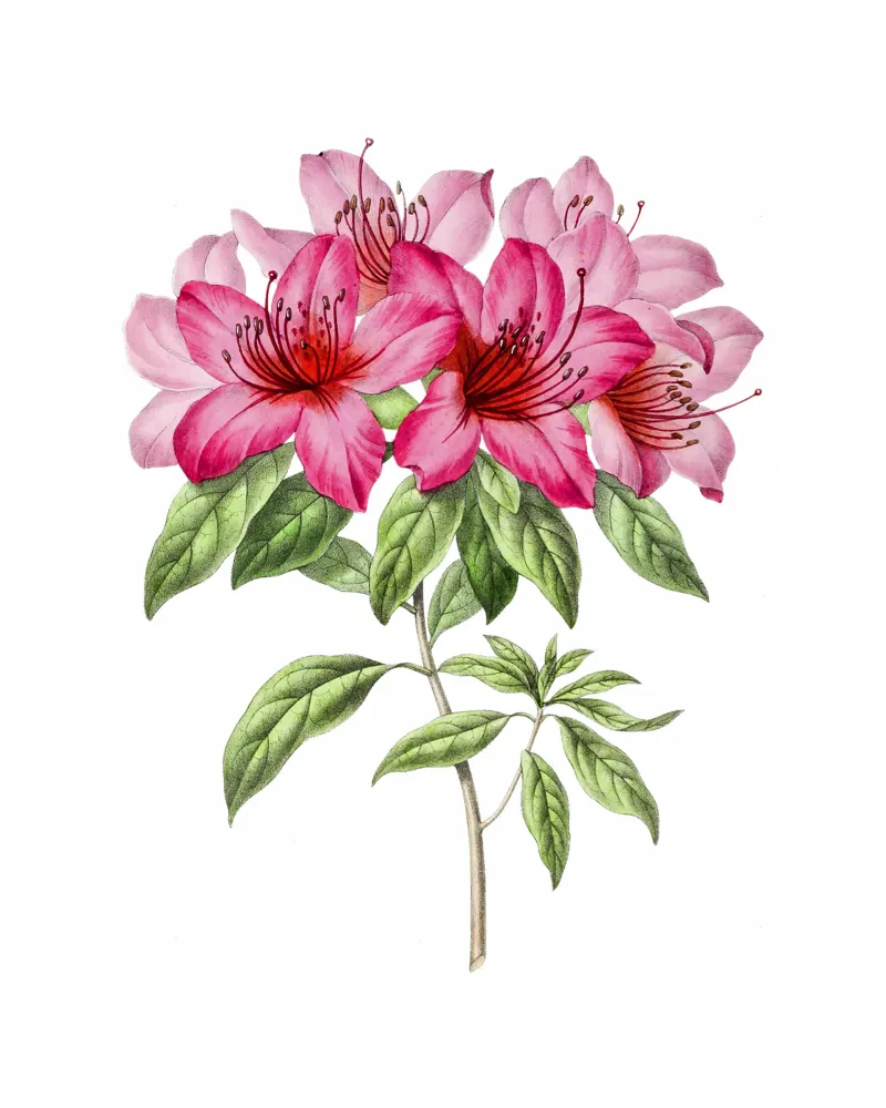 Bloom: Pink Azalea Botanical Illustration pellicola backlit da Pretty Flowers Vintage Botanicals