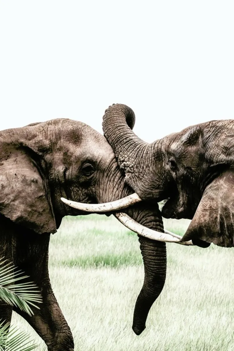 Elephants at Play pellicola backlit da Natural Kingdom