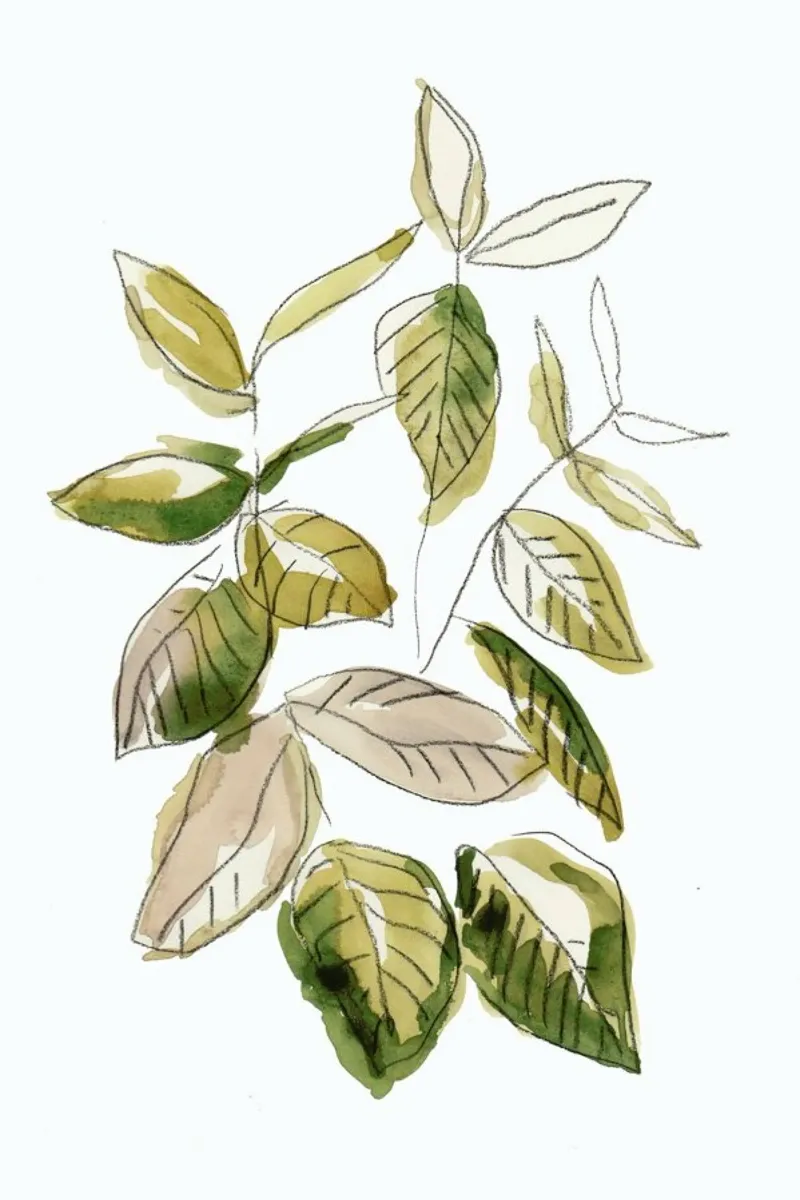 Leaves 02 pellicola backlit da Farina Kuklinski
