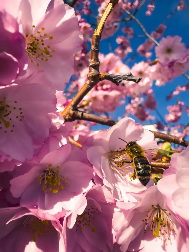 Spring in progress canvas by Mexposure Gallery