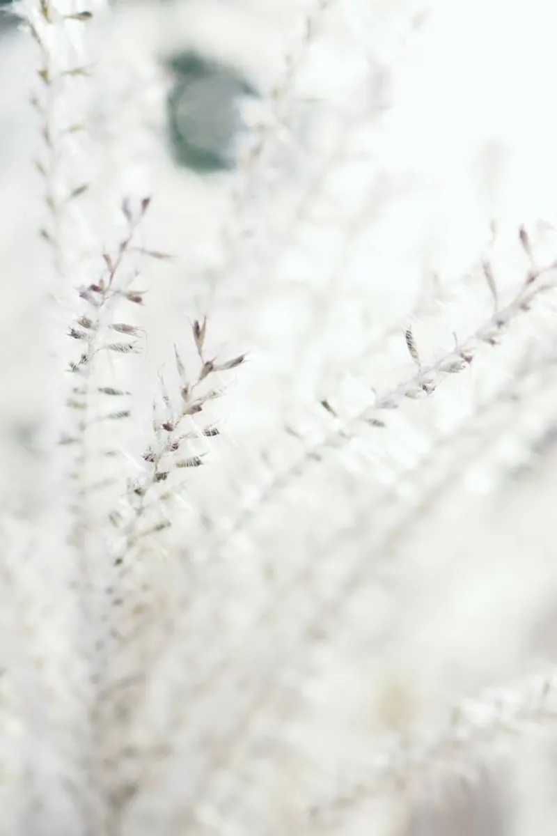 Michael's Grass pellicola backlit da Babett Schultze