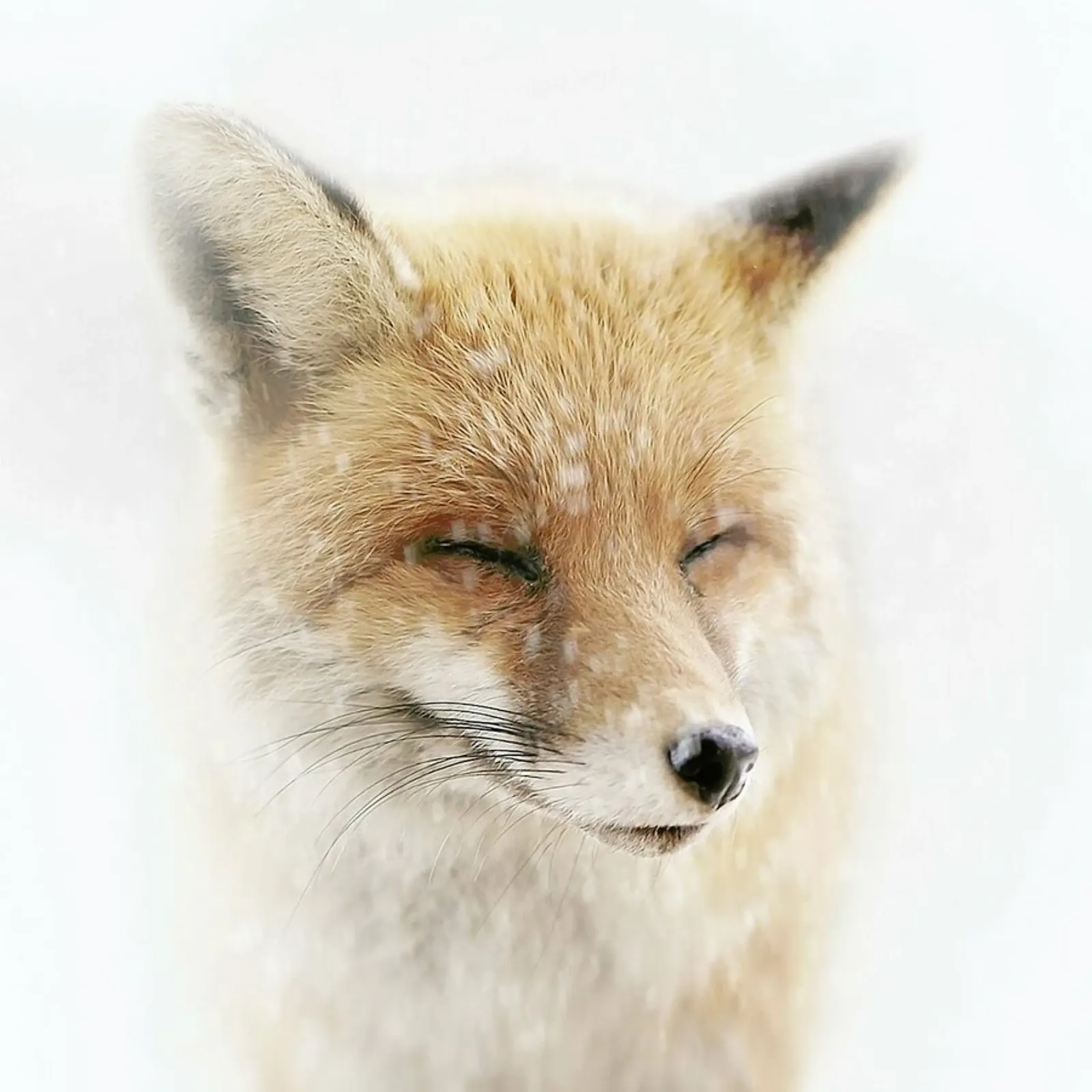 Satisfied - Doris Reindl carta hahnemühle da Pictufy