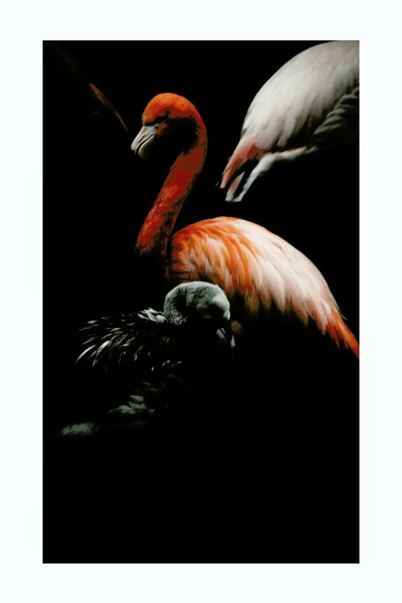 The Flock pellicola backlit da Natural Kingdom