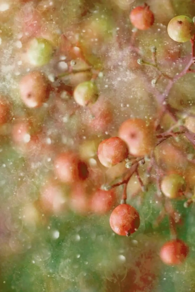 Winter Time  - Delphine Devos alluminio dibond da Pictufy