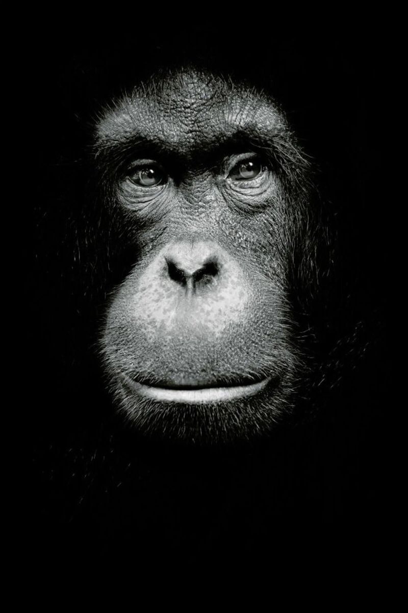 A Certain Kind of Wisdom carta hahnemühle da Natural Kingdom