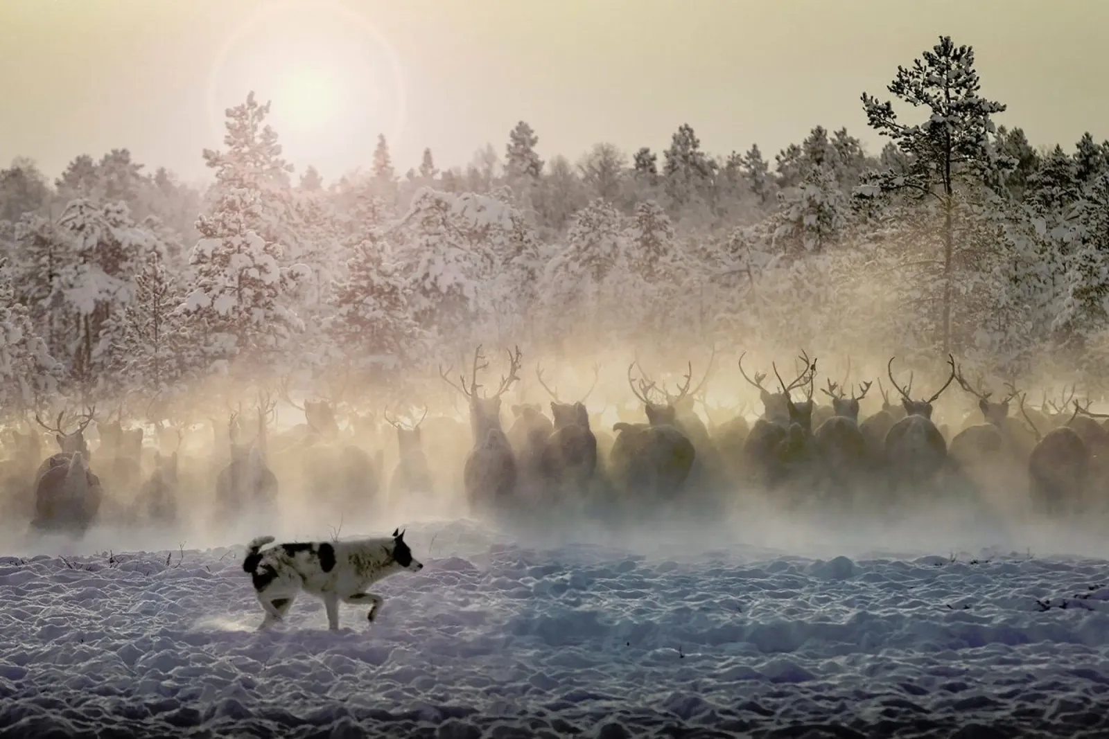 Reindeers - North of Russia plexiglass da Pictufy