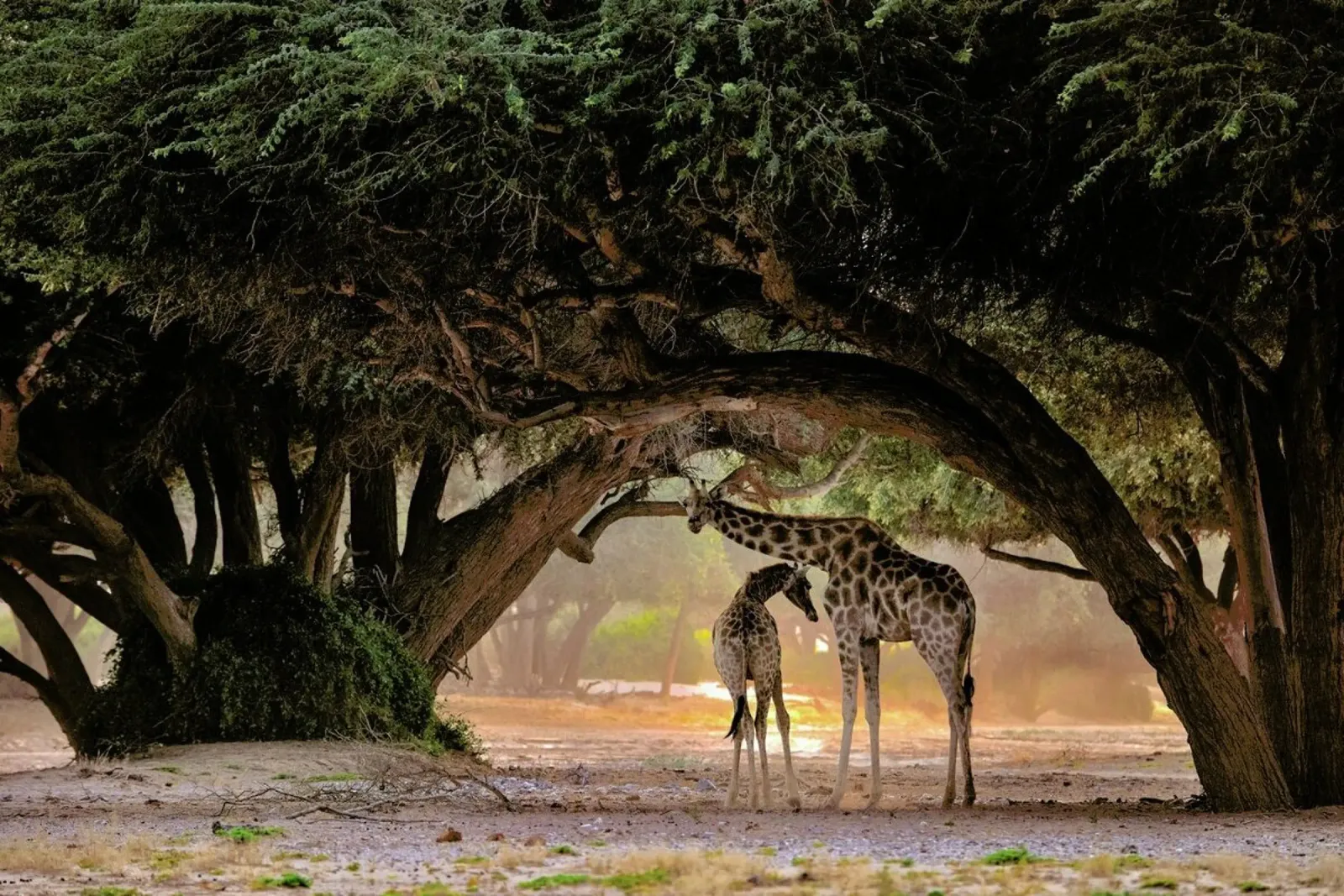 Giraffe - Namibia - Giuseppe Damico alluminio dibond da Pictufy