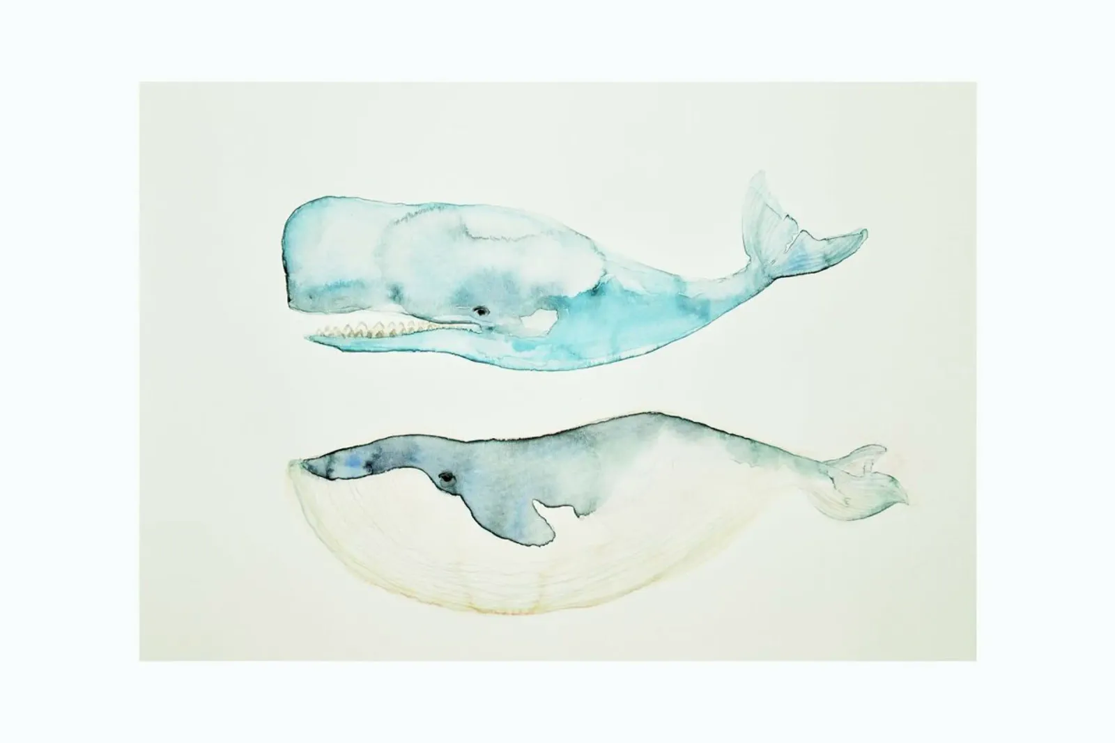 Whales plexiglass da treechild