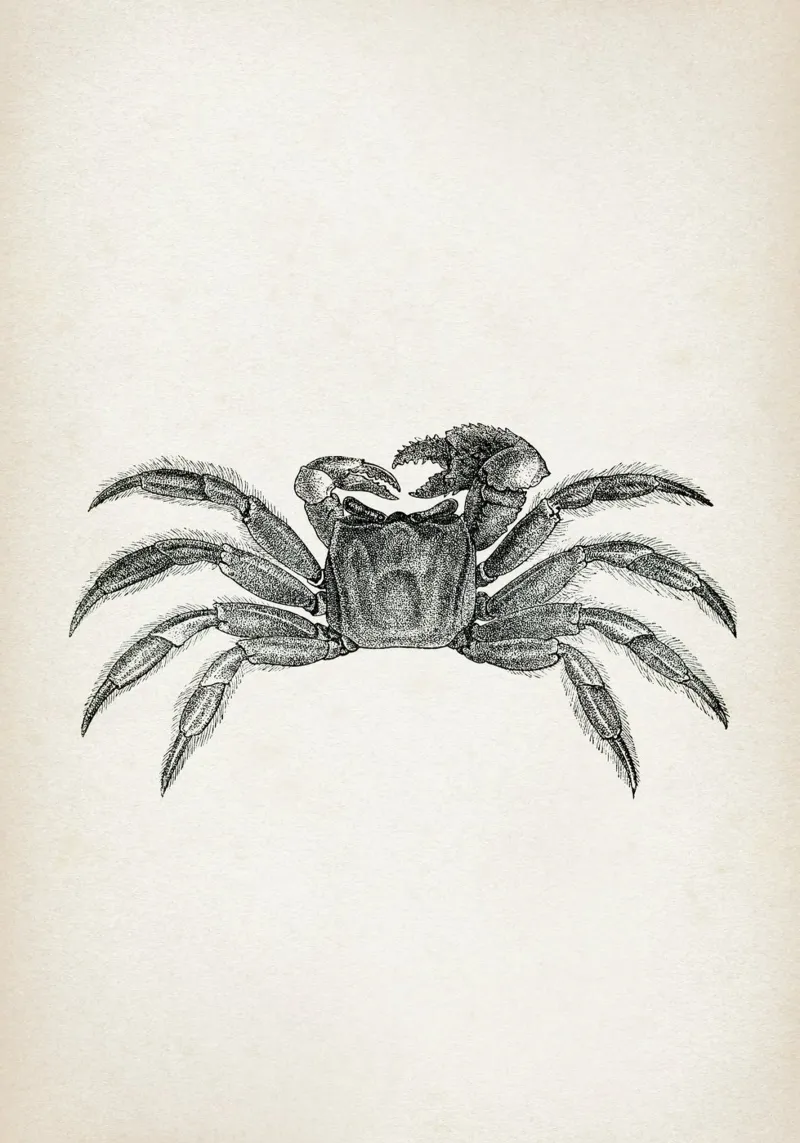 Vintage Brehm 2 Reiterkrabbe poster con telaio in alluminio da Vintage Print Collection