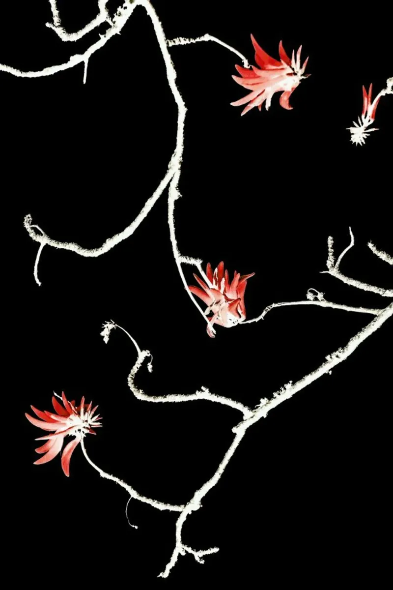 Coral Tree pellicola backlit da Shot By Clint