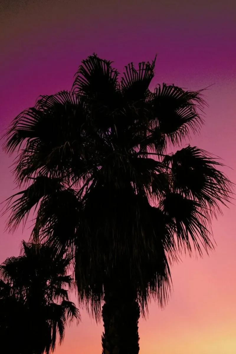 Palms at Sundown pellicola backlit da Sebastian Hilgetag
