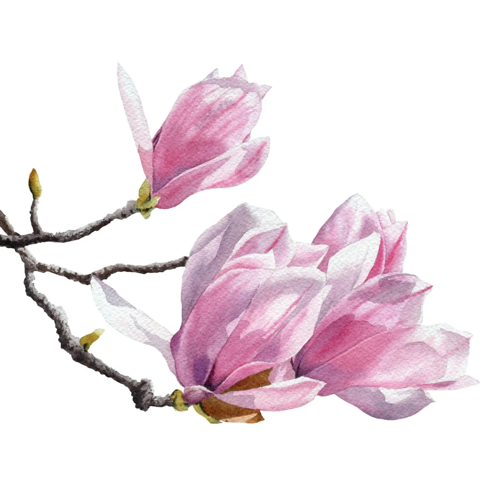 Magnolienblüten auf weiß pellicola backlit da youdesignme
