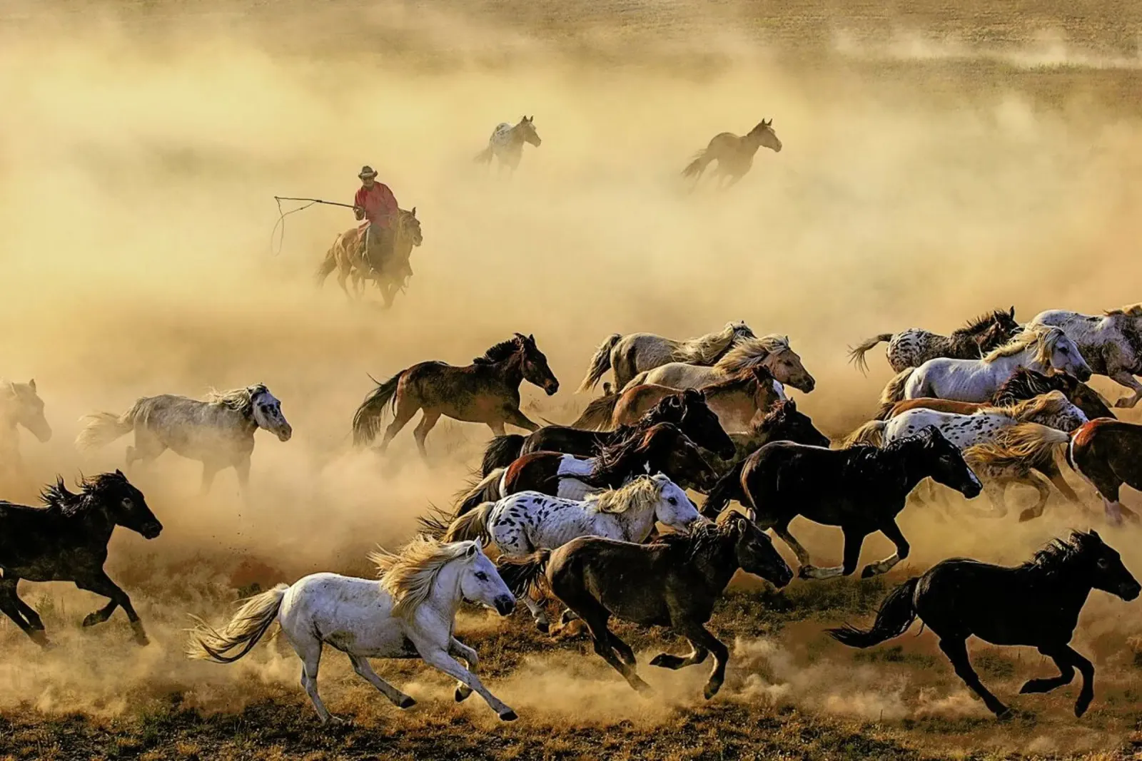 Horse Run - Adam Wong alluminio dibond da Pictufy