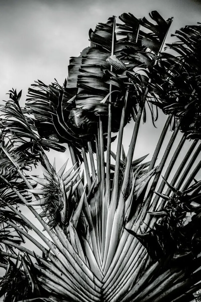 Tropical Dancer pellicola backlit da Shot By Clint