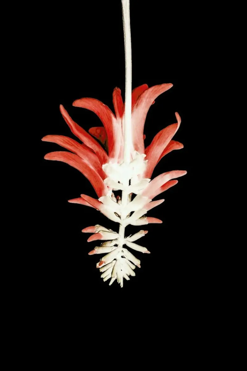 Coral Tree Flower pellicola backlit da Shot By Clint