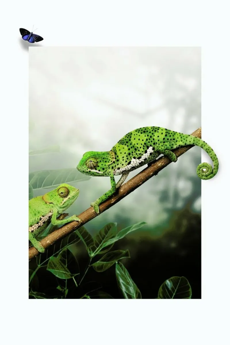 CHAMELEONS carta hahnemühle da JONAS LOOSE KIDS