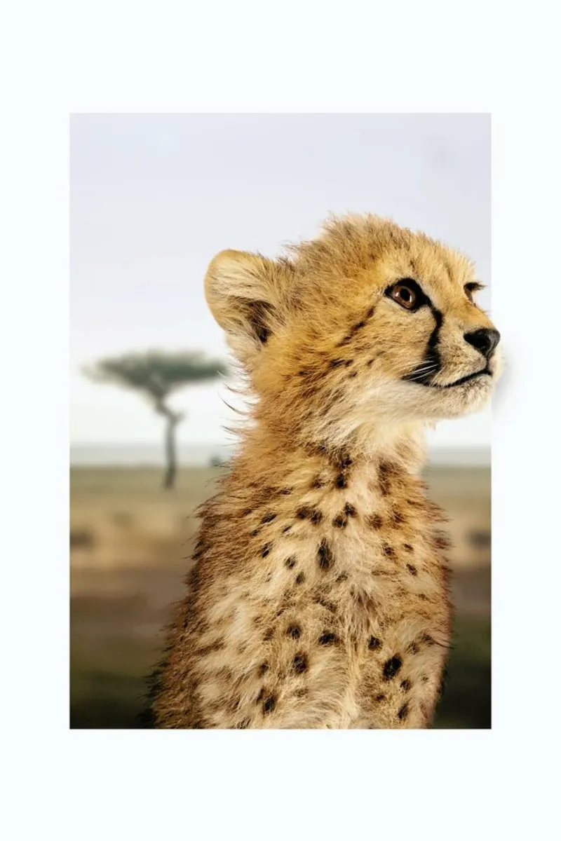 CHEETAH CUB plexiglass da JONAS LOOSE KIDS