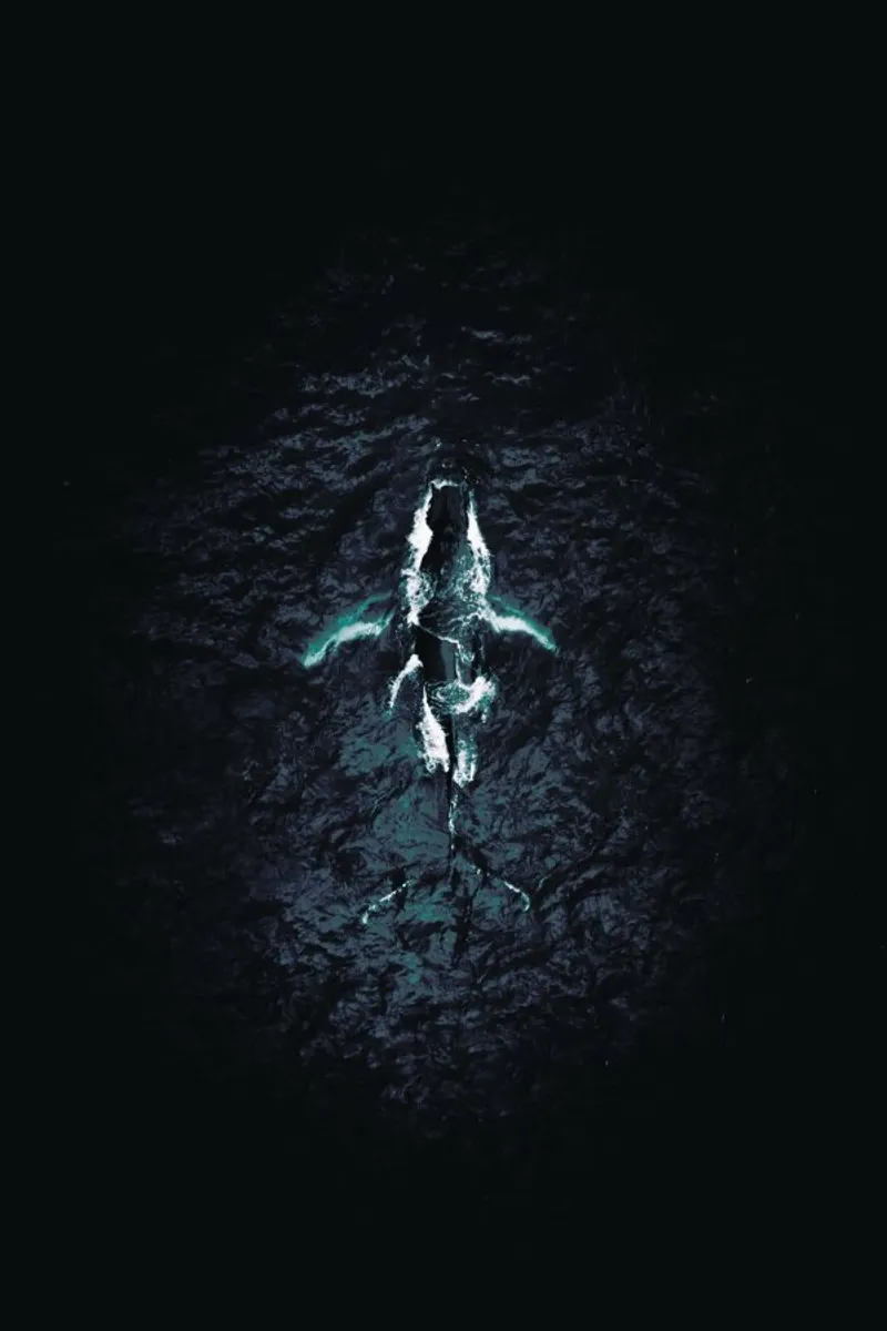 Humpback Breach pellicola backlit da Airpixels