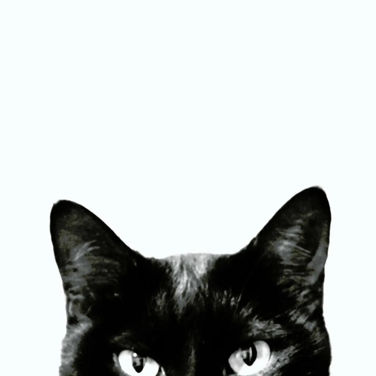 Schwarze Katze Forex-Platte von Victoria Frost