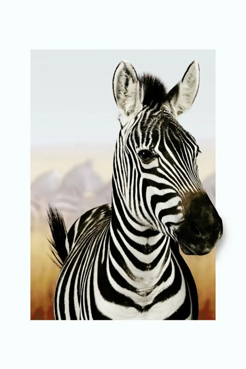 ZEBRA alluminio dibond da JONAS LOOSE KIDS
