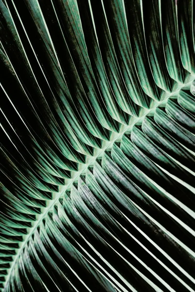 Curved Palm plexiglass da Flora & Fauna