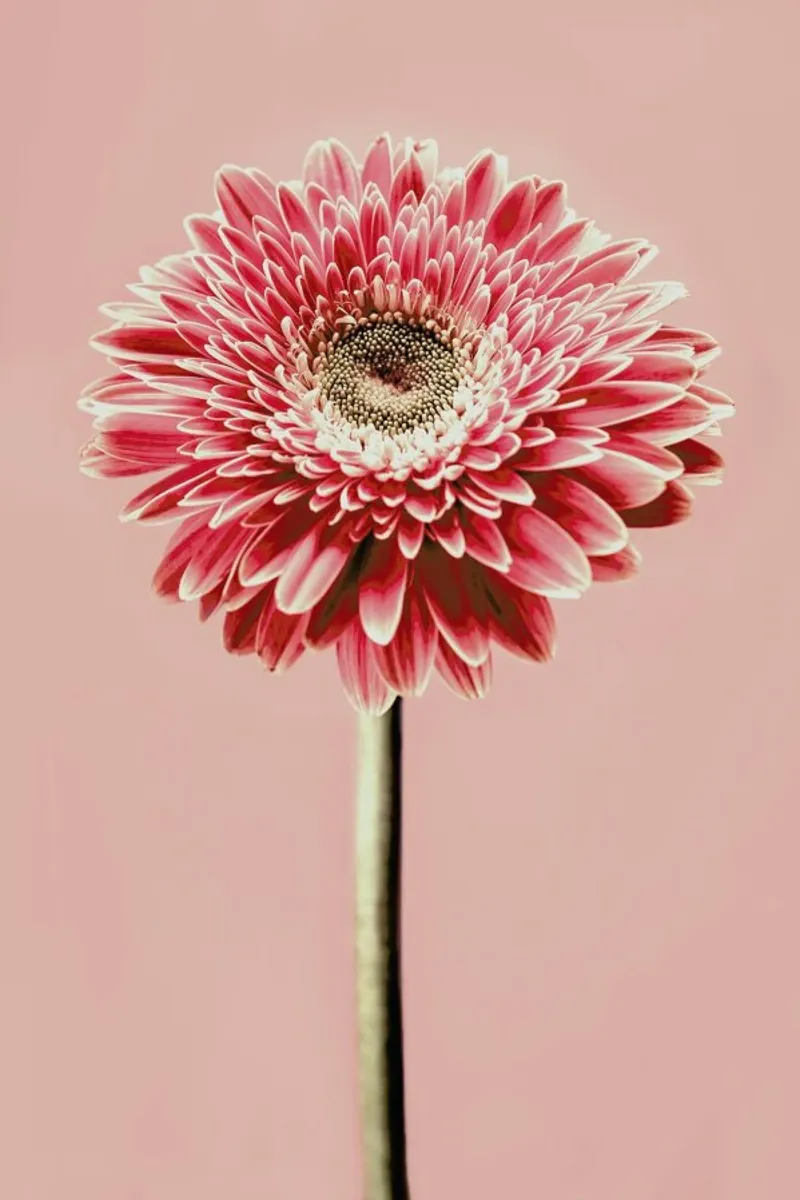 Red Barberton Daisy pellicola backlit da Flora & Fauna