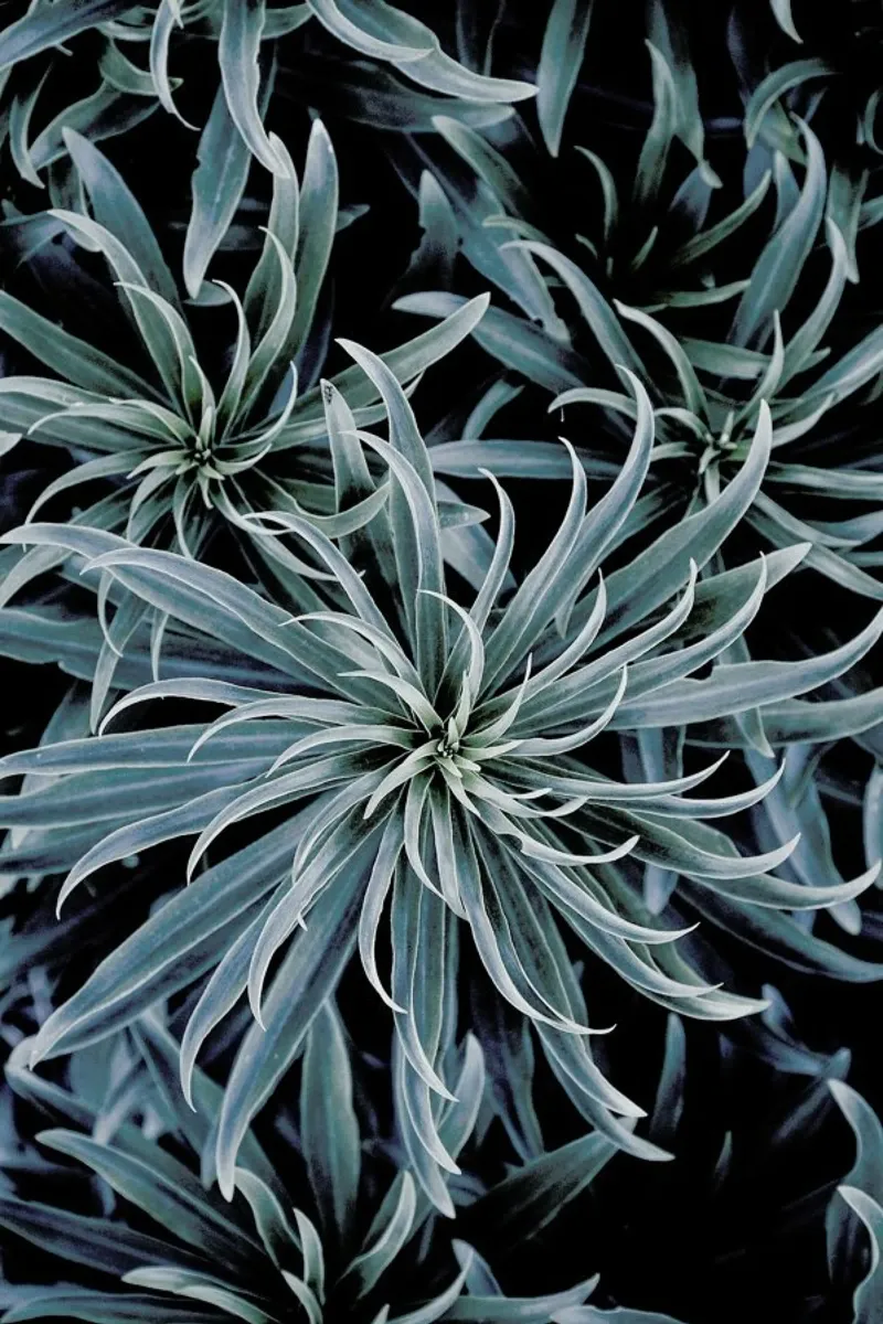 Star Lily pellicola backlit da Flora & Fauna