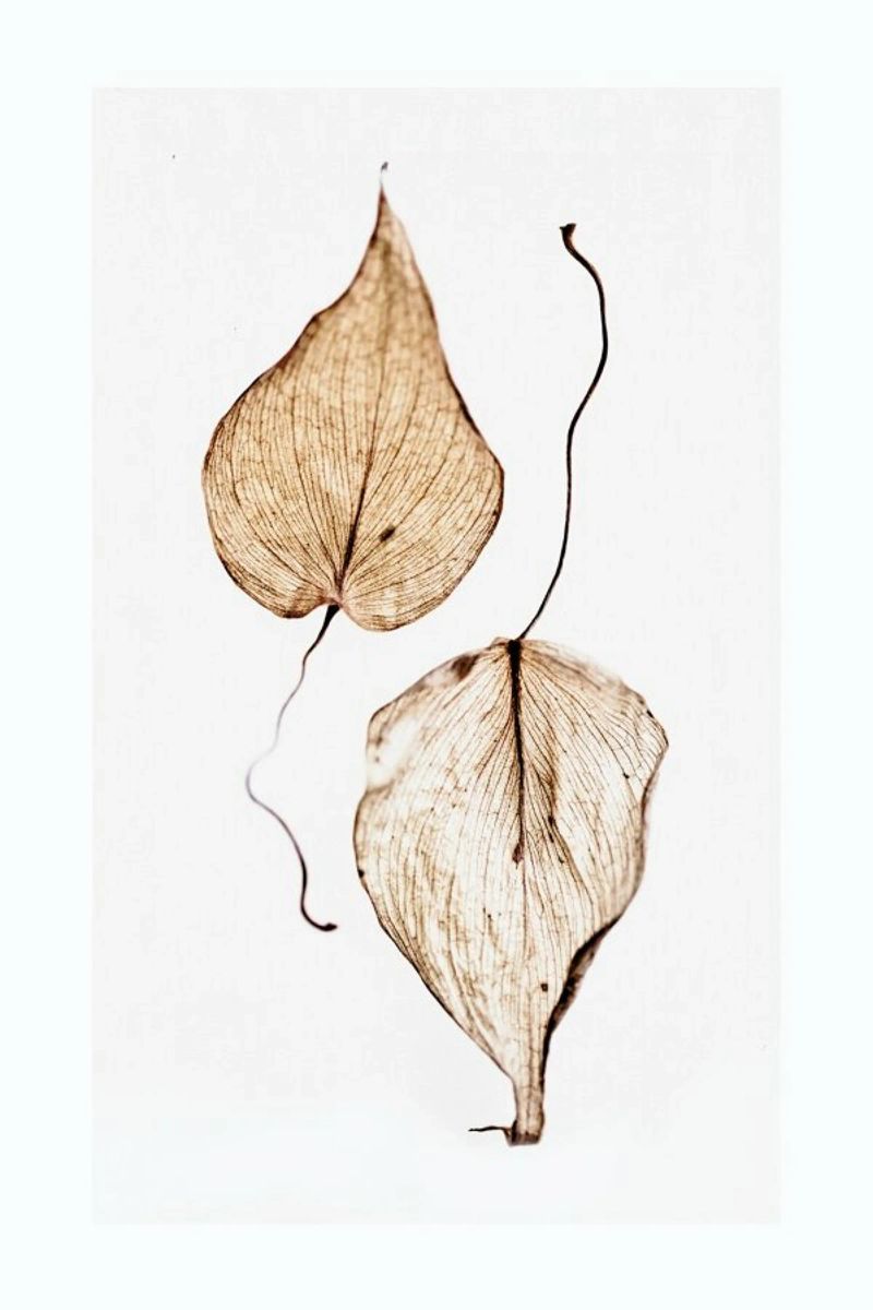 Delicate Leaves poster with aluminum frame by Flora & Fauna