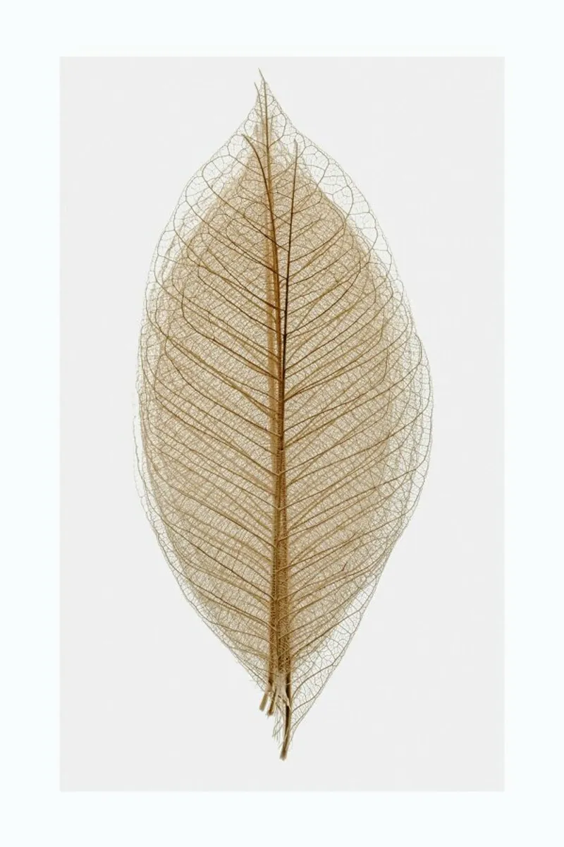 Skeleton of a Leaf II pellicola backlit da Flora & Fauna