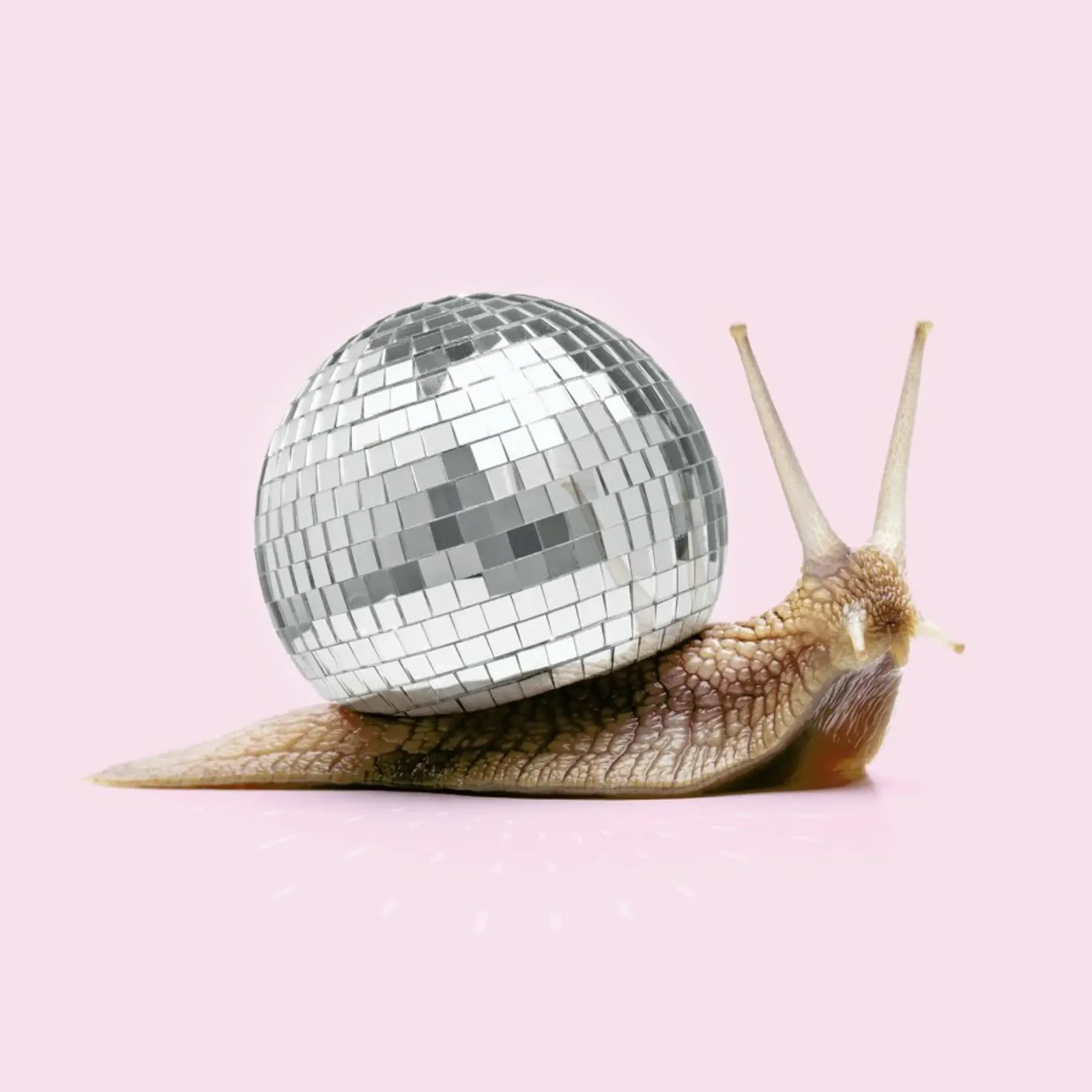 Disco Snail pellicola backlit da Paul Fuentes Design