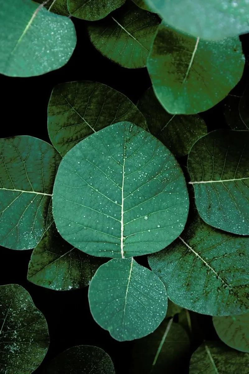 No Leaves No Life pellicola backlit da Studio Nahili
