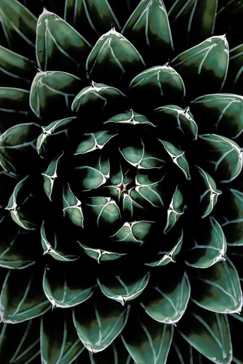 Cactus Heart carta hahnemühle da Flora & Fauna