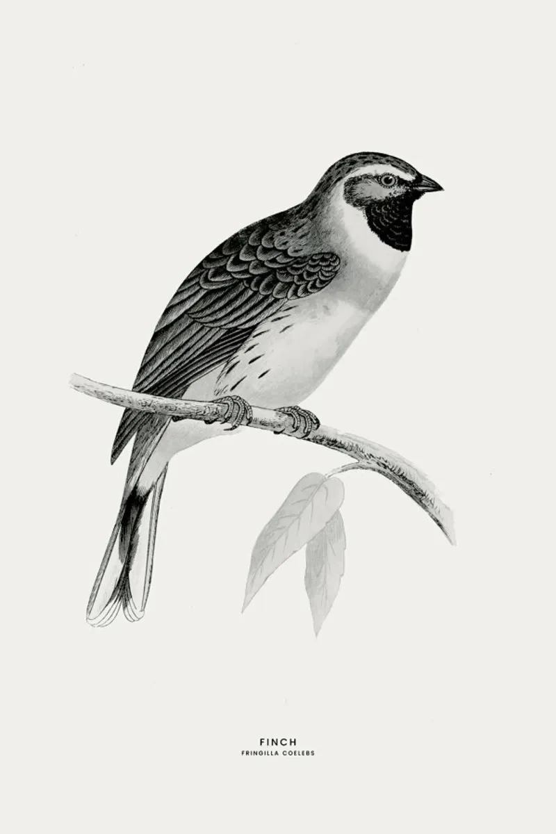 Finch pellicola backlit da Flora & Fauna