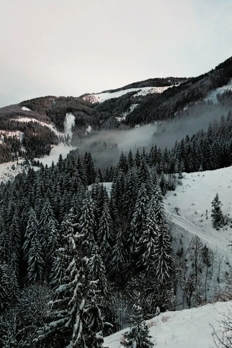 Street Through the Forest canvas by Sebastian Hilgetag