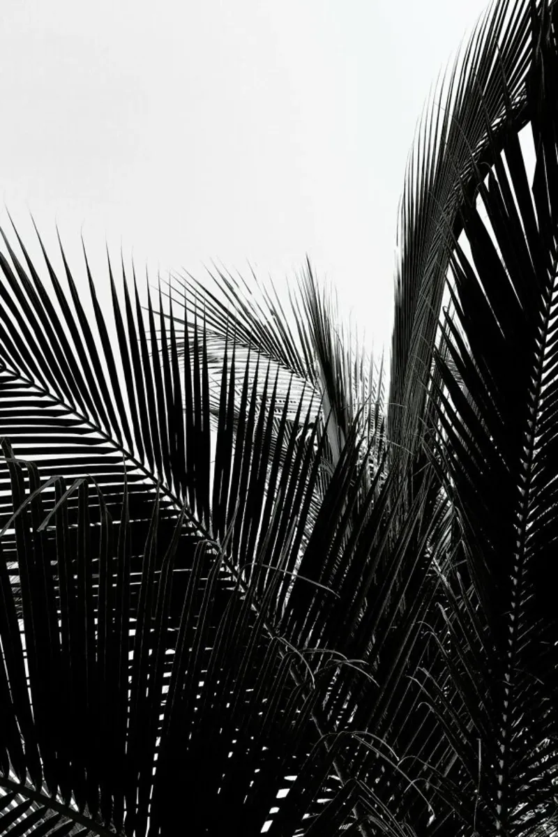 Monochrome Palm canvas by Flora & Fauna