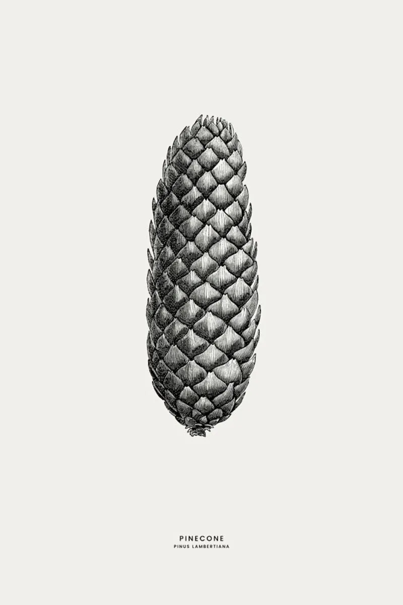 Pine Cone III pellicola backlit da Flora & Fauna