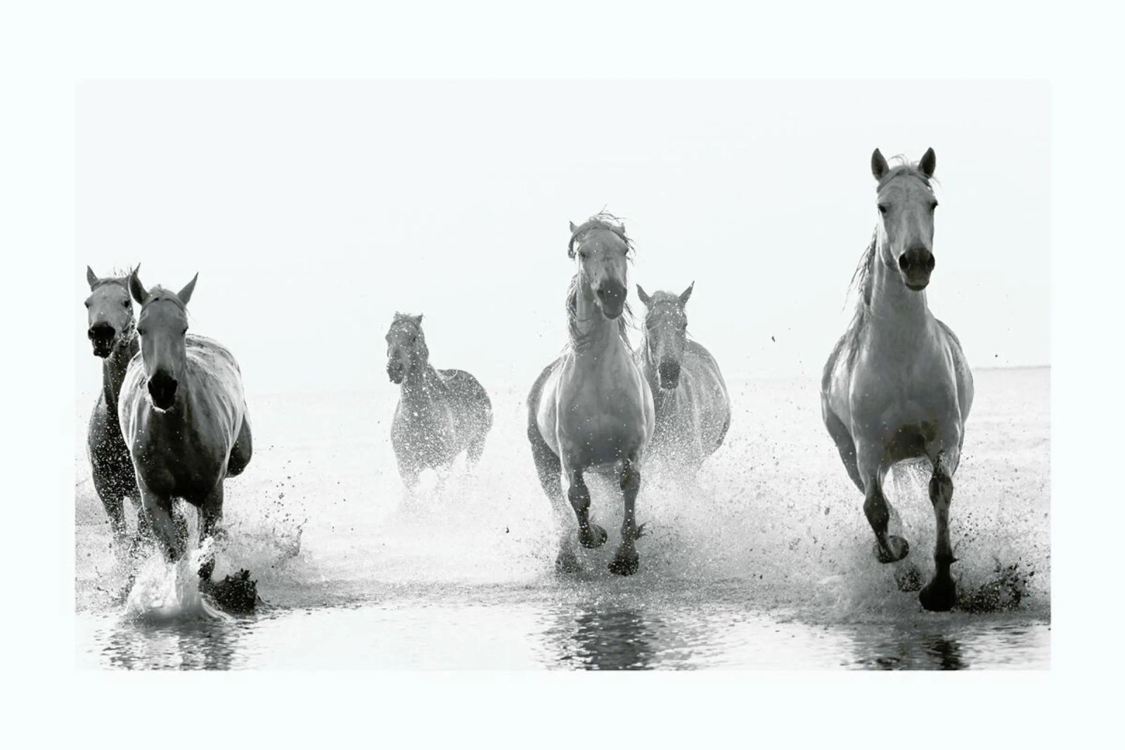 Galloping Through the Surf poster by Natural Kingdom