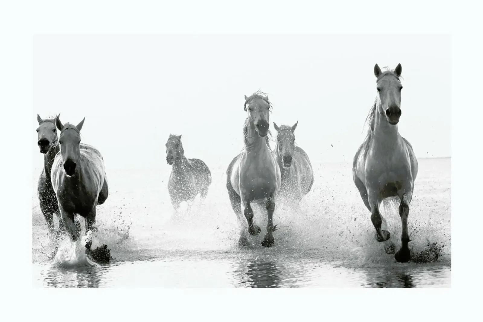 Galloping Through the Surf pellicola backlit da Natural Kingdom